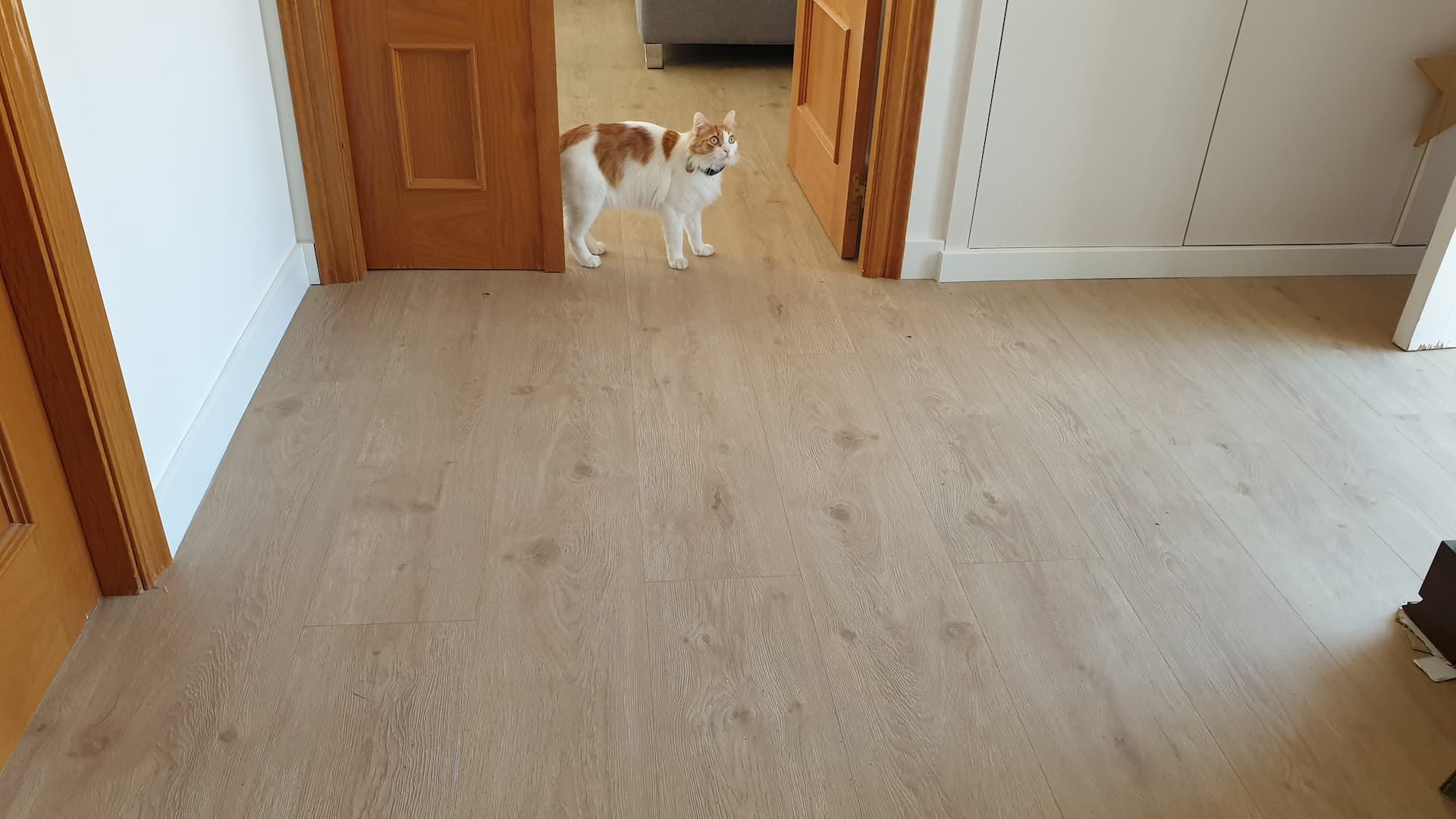 Quin es el millor parquet per a gossos i mascotes?